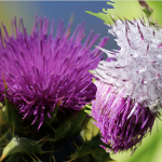Milk Thistle