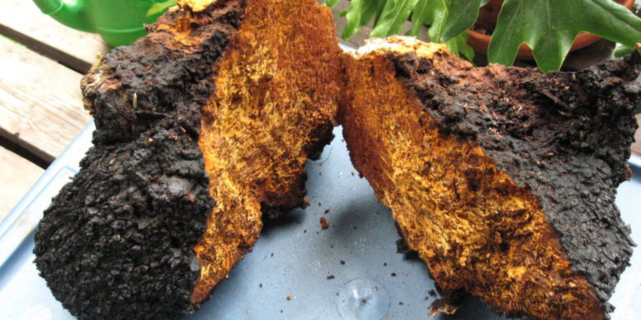 Chaga Medicinal Mushroom Inonotus obliquus (Agaricomycetes) Terpenoids May Interfere with SARS-CoV-2 Spike Protein Recognition of the Host Cell: A Molecular Docking Study
